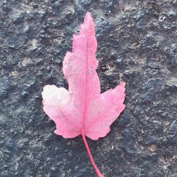 Meet your Posher, C - Picture 1 of 1